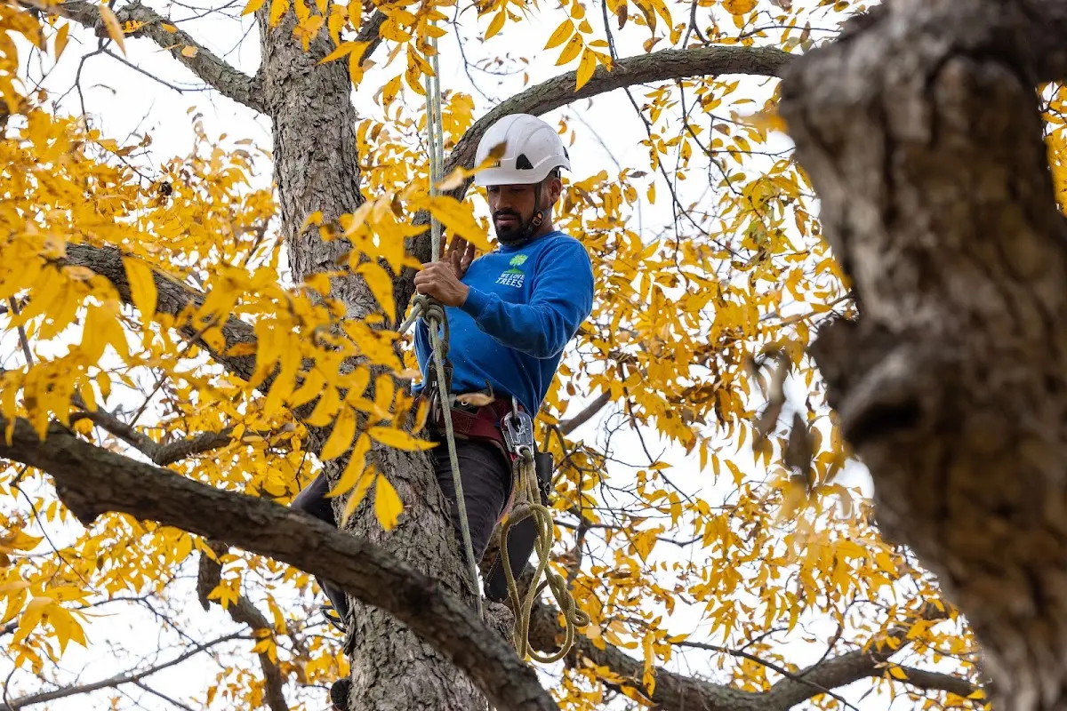 Skilled Tree Planing crew working in Harker Heights