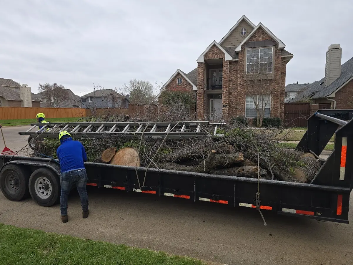 Expert Deadwooding with proper safety equipment in Harker Heights
